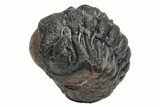 Wide, Enrolled Morocops Trilobite - Morocco #224106-1